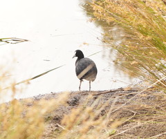 Fulica atra australis