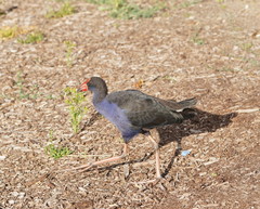 Porphyrio melanotus melanotus