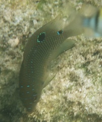 Stegastes adustus