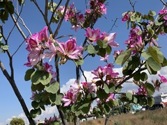 Bauhinia