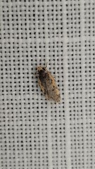 Hoplostega ochroma