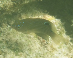 Stegastes adustus