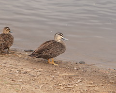 Anas superciliosa × platyrhynchos
