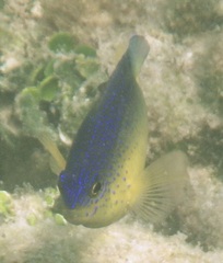 Stegastes leucostictus