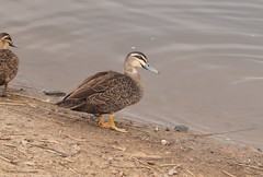 Anas superciliosa × platyrhynchos