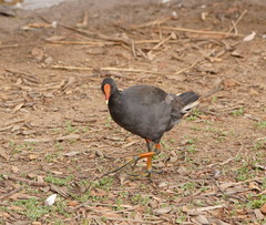 Gallinula tenebrosa