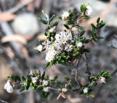 Spyridium eriocephalum