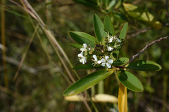 Escallonia bifida