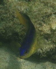 Stegastes leucostictus