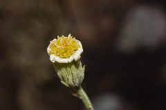 Sommerfeltia cabrerae