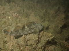 Blennodon dorsalis