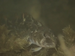 Blennodon dorsalis