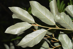 Styrax leprosus