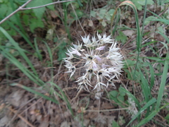 Allium acuminatum