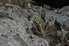 Sommerfeltia cabrerae