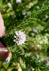 Darwinia diosmoides