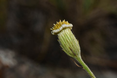 Sommerfeltia cabrerae