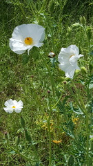 Argemone albiflora texana