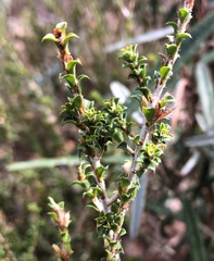 Pultenaea densifolia