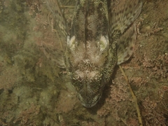 Bovichtus variegatus