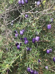 Billardiera longiflora