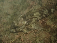 Bovichtus variegatus