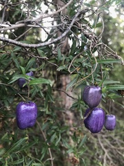 Billardiera longiflora