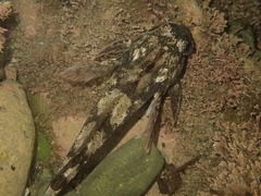 Bovichtus variegatus