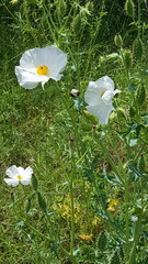 Argemone albiflora texana