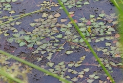 Trapa natans bispinosa