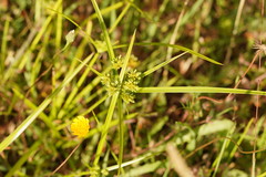 Cyperus eragrostis