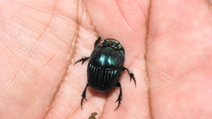 Phanaeus pilatei