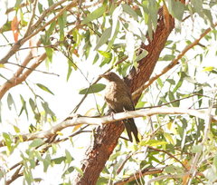 Turdus merula