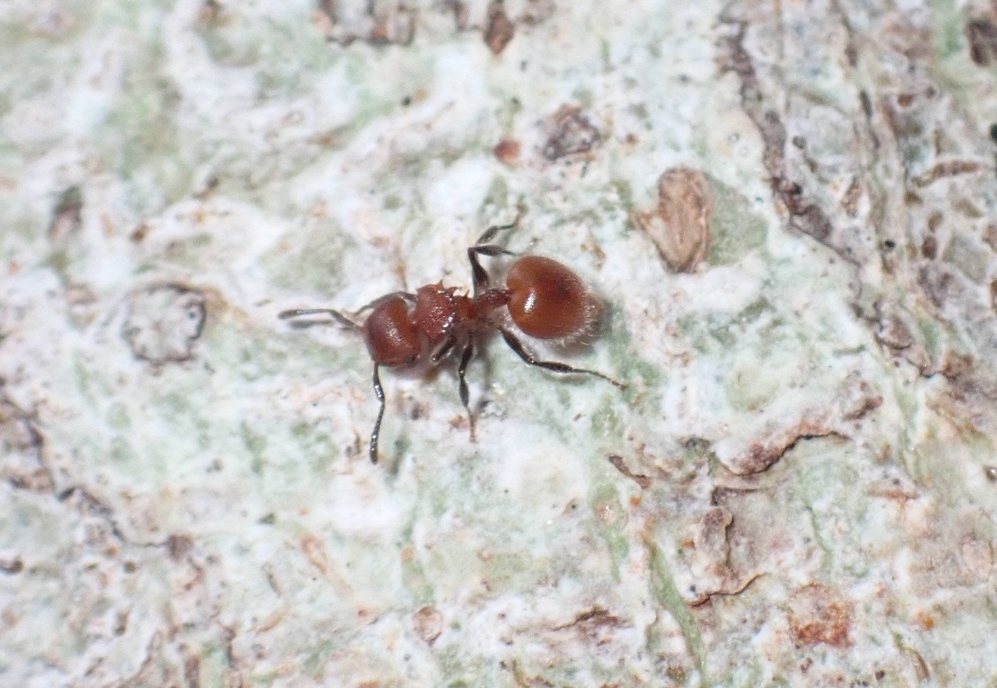 Meranoplus castaneus