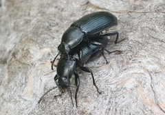 Centronopus calcaratus