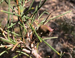 Hakea vittata