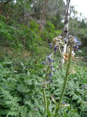 Delphinium × occidentale