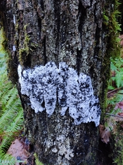 Nectriopsis violacea