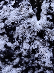 Nectriopsis violacea