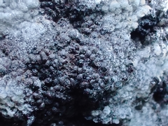 Nectriopsis violacea