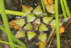 Trapa natans bispinosa