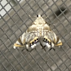 Eoparargyractis irroratalis