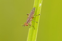 Dichetophora