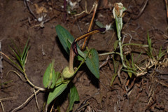 Aristolochia sessilifolia