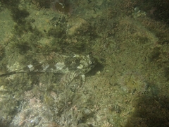 Bovichtus variegatus