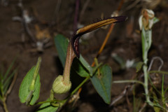 Aristolochia sessilifolia