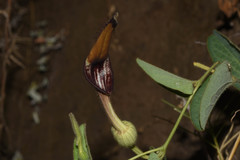 Aristolochia sessilifolia