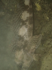 Bovichtus variegatus