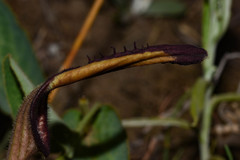 Aristolochia sessilifolia