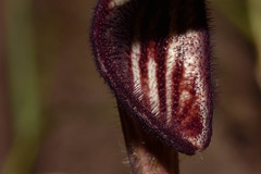 Aristolochia sessilifolia